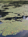 Lily pads