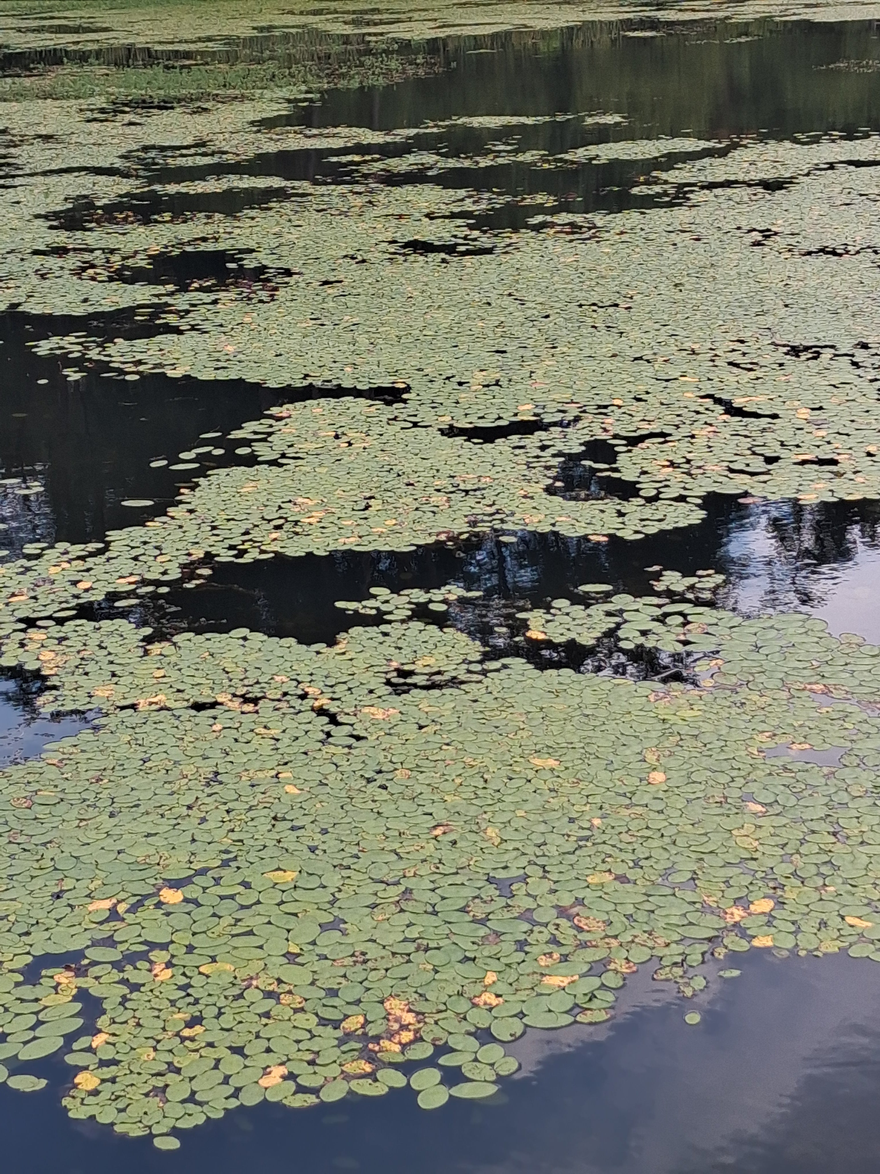 Lily pads