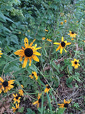 Tennessee yellow coneflower