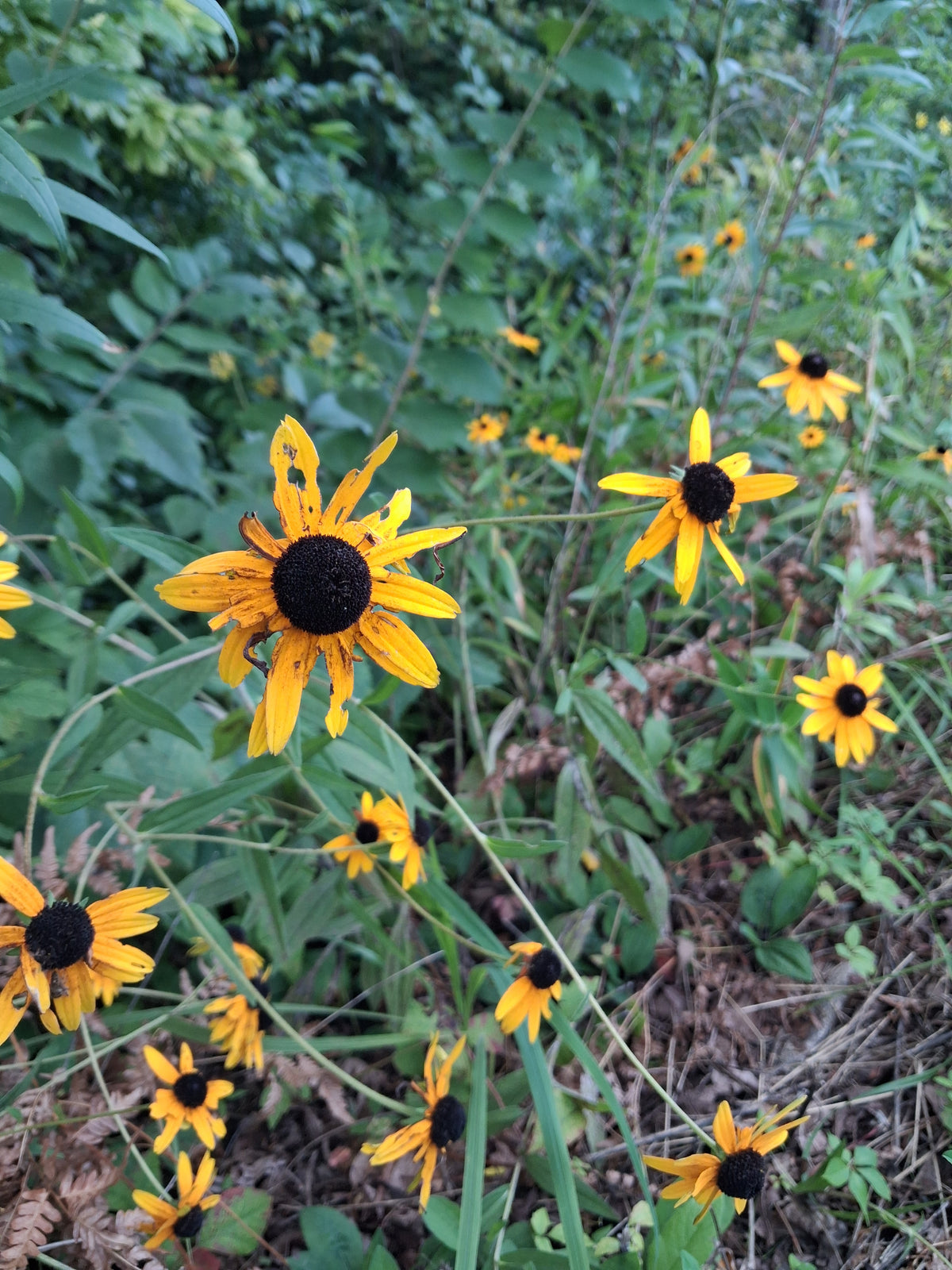 Tennessee yellow coneflower