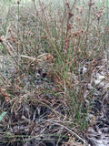 Soft rush grass