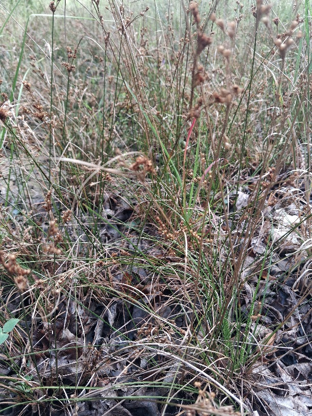 Soft rush grass