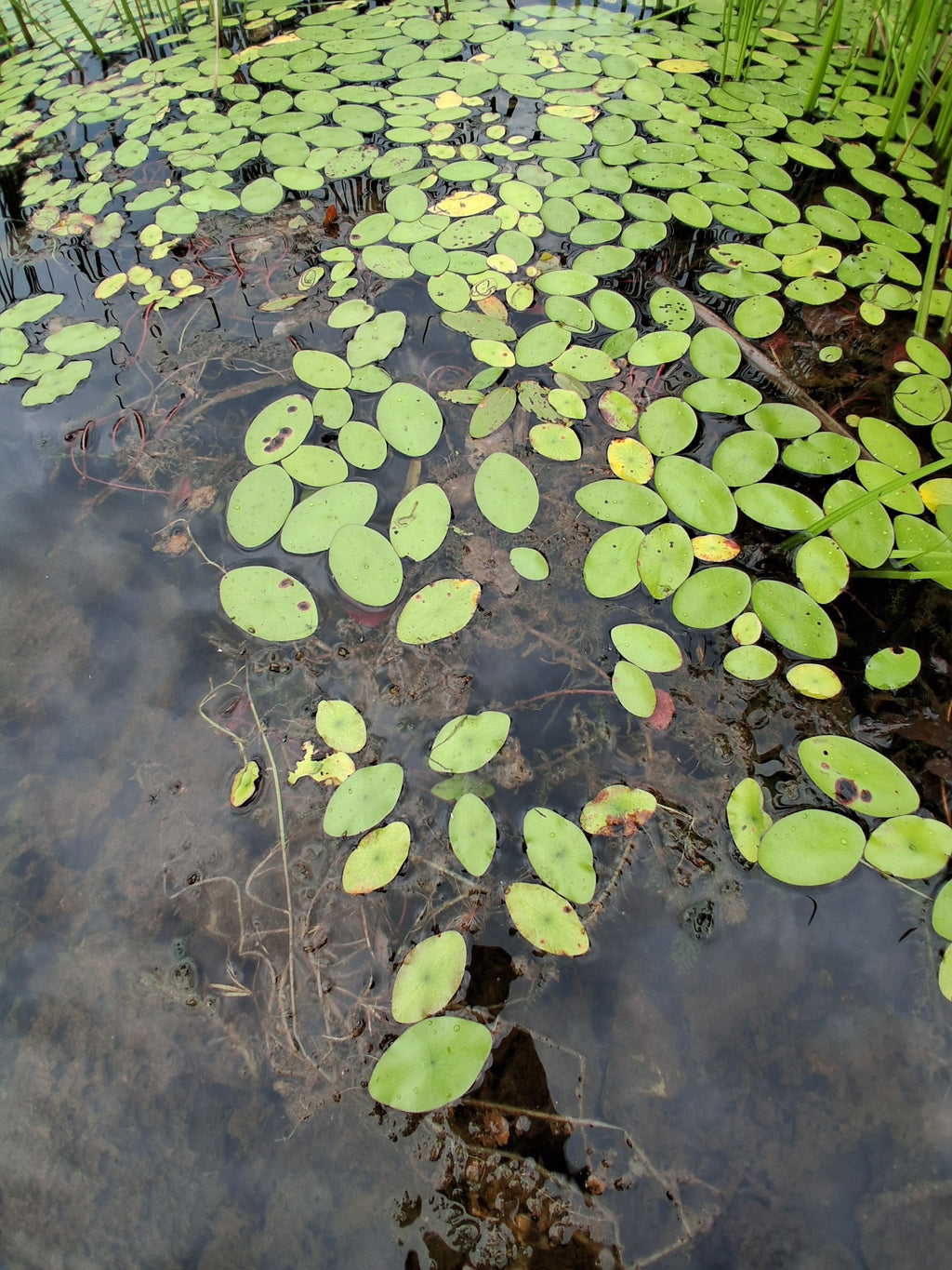 Lily pads