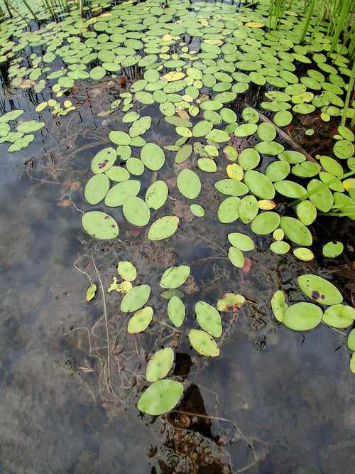 Lily pads