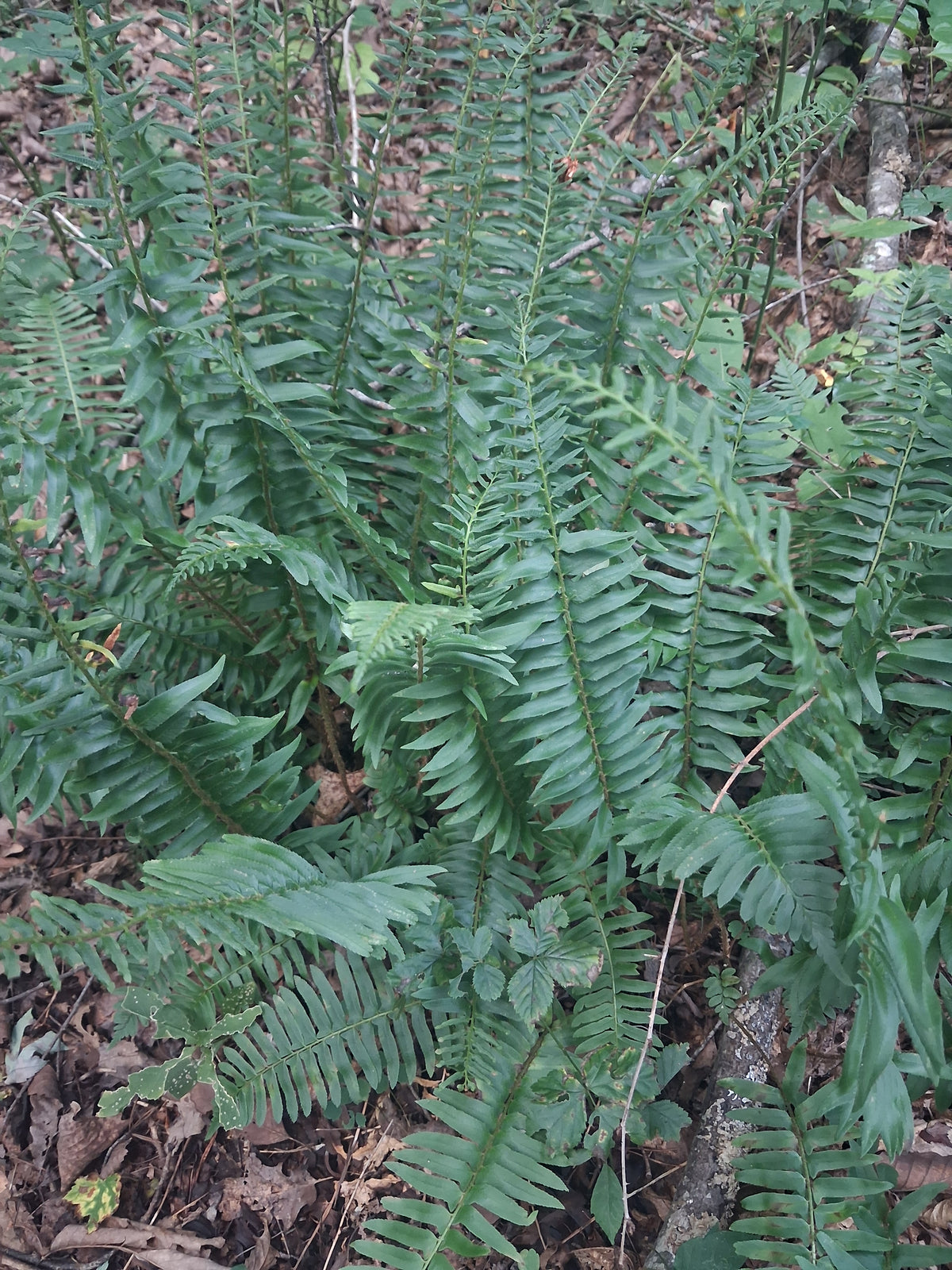 Christmas fern